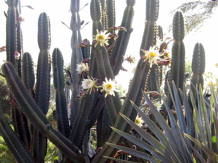 Cereus peruviana